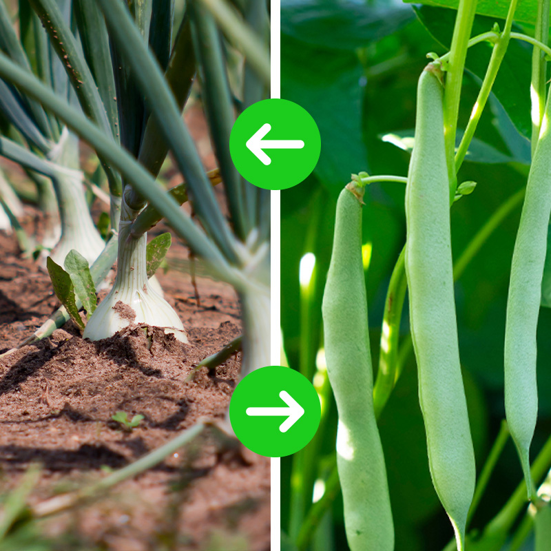 rotación-cultivos-plagas-de-la-cebolla