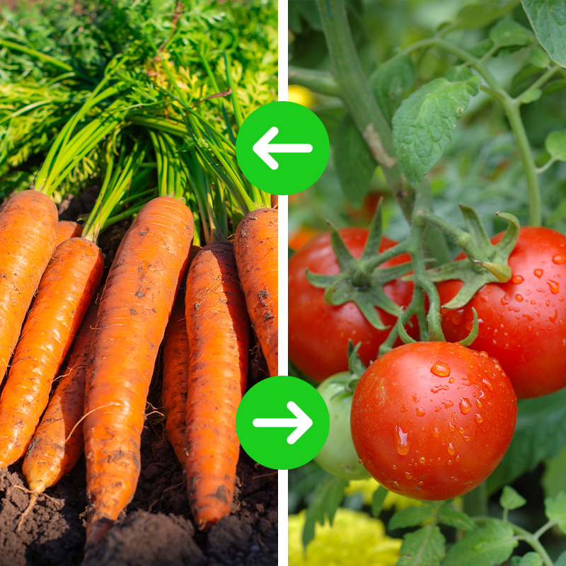 rotación-zanahoria-virus-del-mosaico-del-tomate