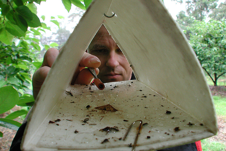 trampa-de-feromonas-insectos-control-de-plagas-de-la-papa
