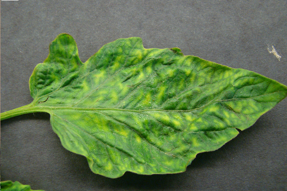 virus-del-mosaico-del-tomate-hoja
