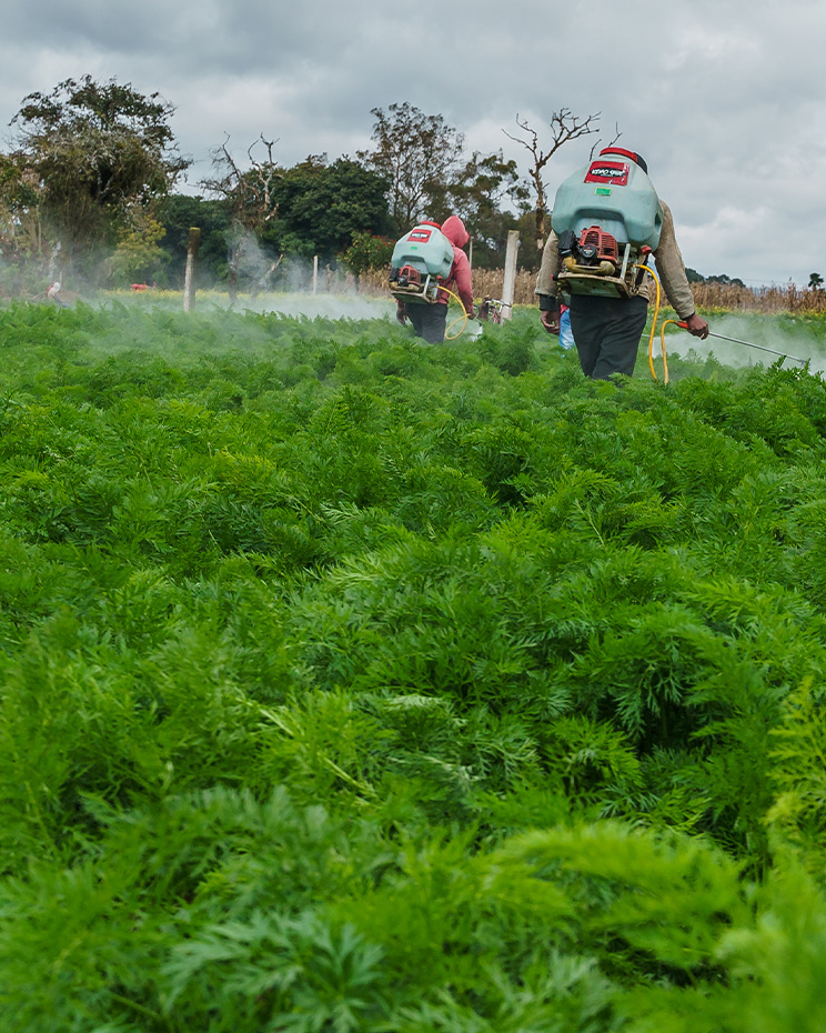 control-gusano-de-alambre-en-zanahoria