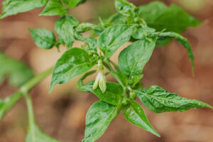 trips-en-chile-pimiento