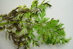 alternaria-dauci-en-la-zanahoria