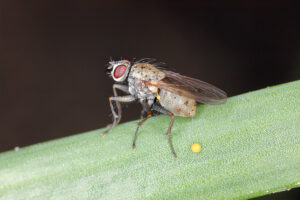 mosca-de-la-cebolla