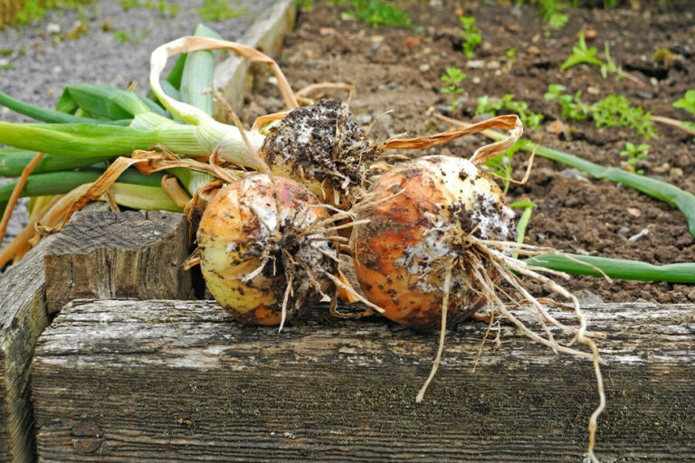 pudricion-blanca-en-cebolla