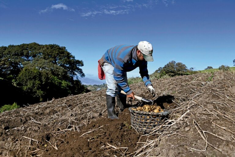 siembra-de-papa-criollitica
