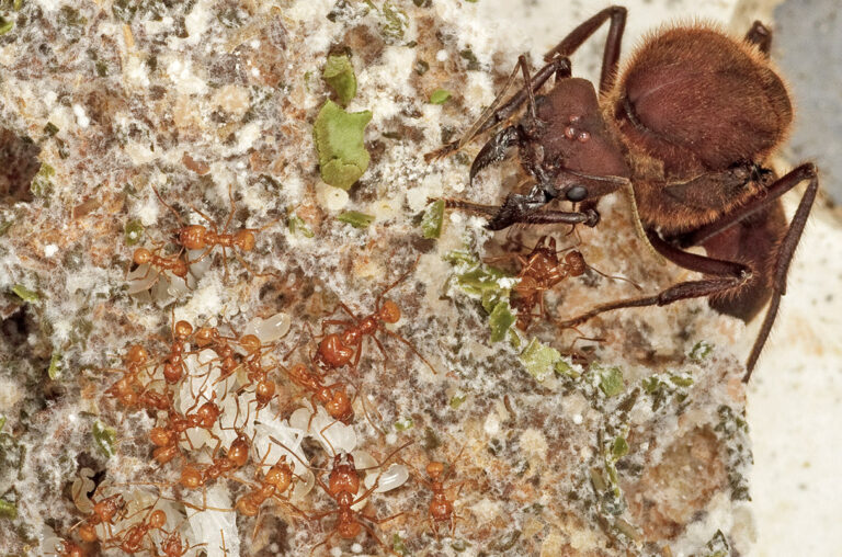 hormigas-agricultura-cortadoras-hojas-estudio