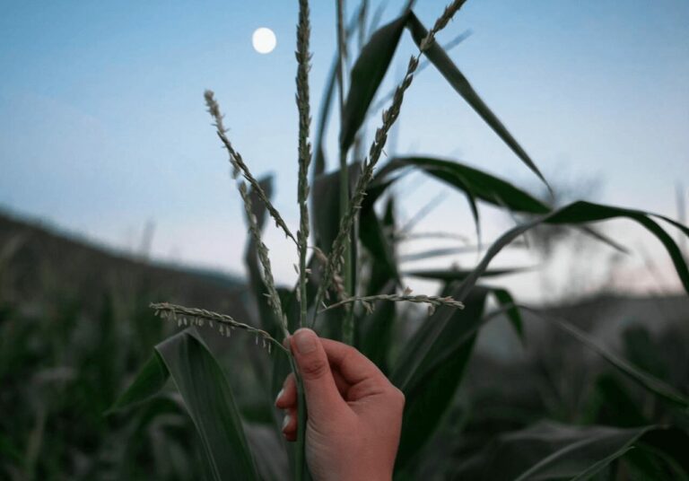siembra-y-cosecha-de-maiz-segun-fase-lunar