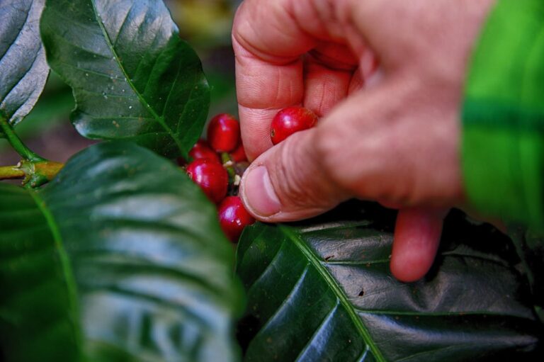 cafe-colombia-indigenas-comunidades