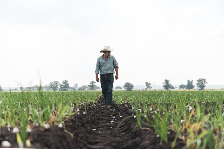 gusanos-fertilizacion-suelo-caminar-cultivos