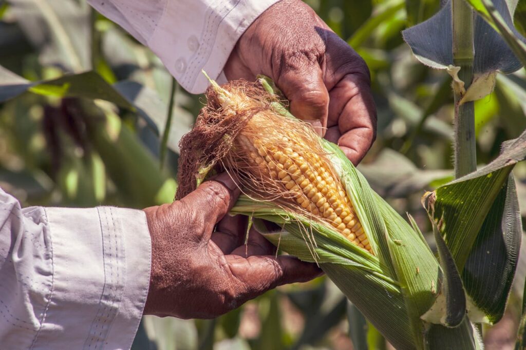 manos-abren-maiz-de-milpa