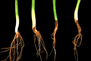 rhizoctonia-solani-en-frijol