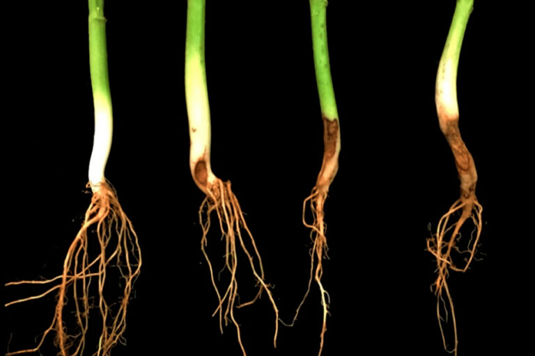 rhizoctonia-solani-en-frijol