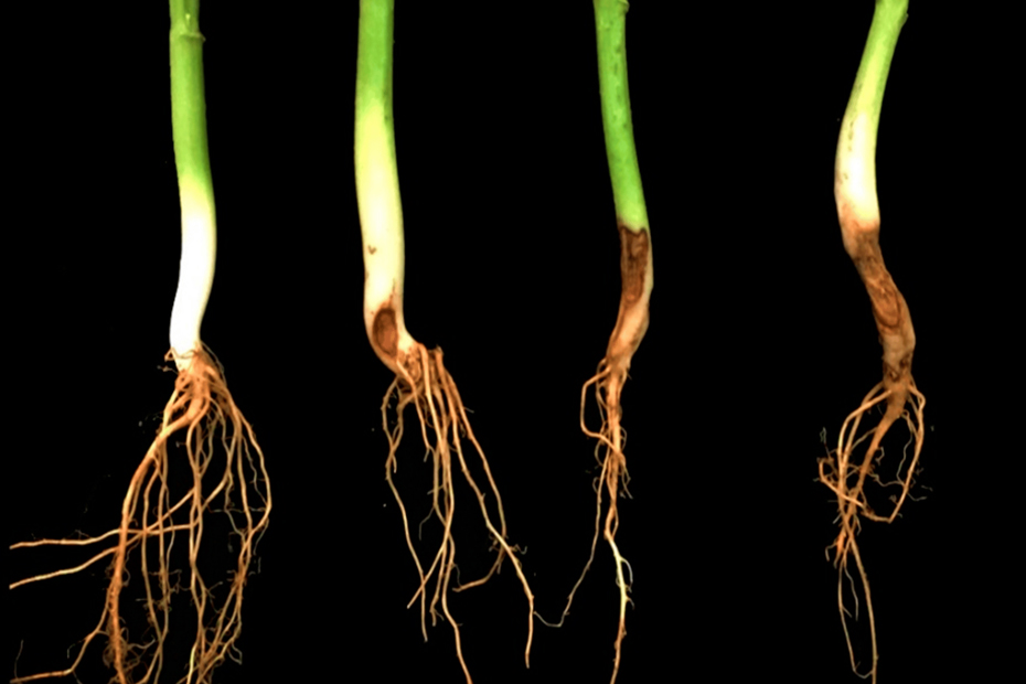 rhizoctonia-solani-en-frijol