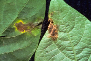 bacteriosis-comun-del-frijol