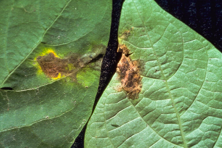 bacteriosis-comun-del-frijol