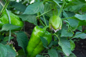 fungicida-para-botrytis-en-chile-pimiento