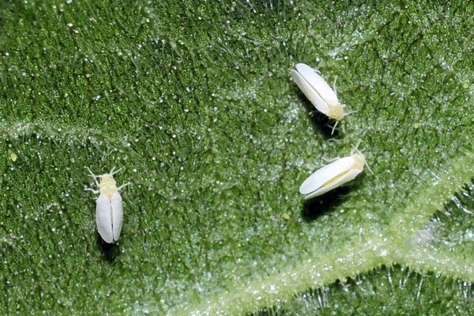 mosca-blanca-en-frijol
