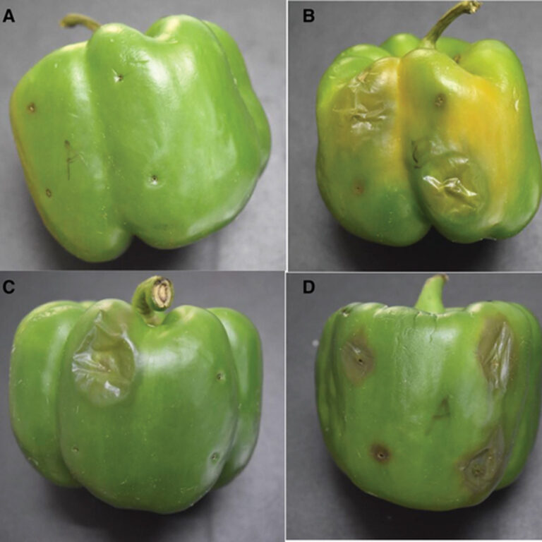 Enfermedades Bacterianas Del Chile Pimiento | Blog Cambiagro