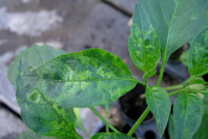 virus-del-mosaico-del-chile-pimiento