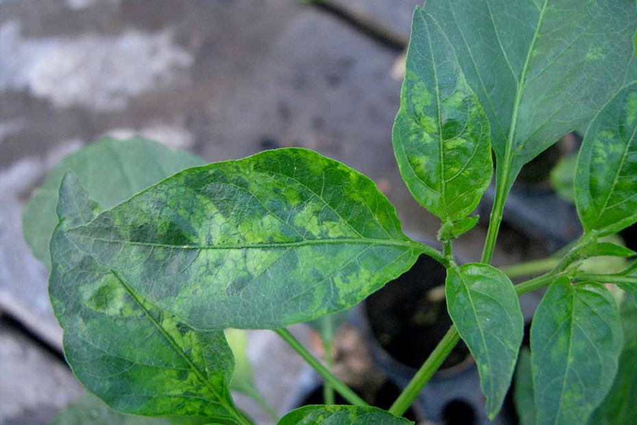 virus-del-mosaico-del-chile-pimiento
