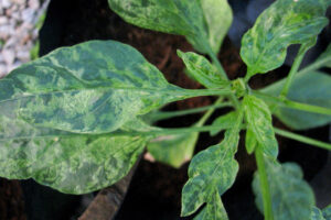 virus-del-mosaico-del-tabaco-en-chile-pimiento