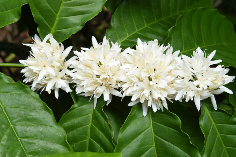 etapa-reproductiva-del-cafe