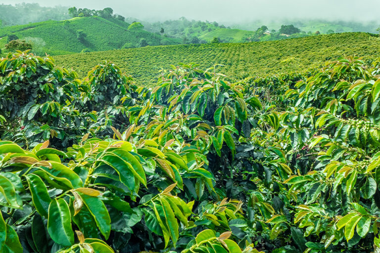 etapa-vegetativa-del cafe