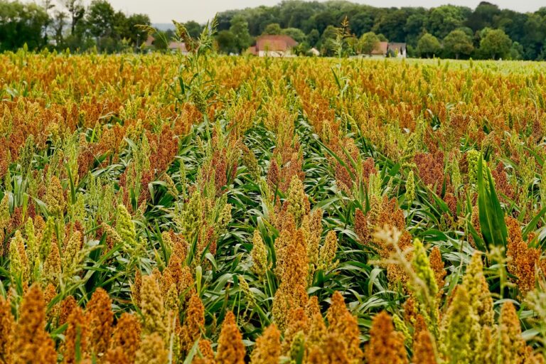 sorgo-como-opcion-ante-sequia