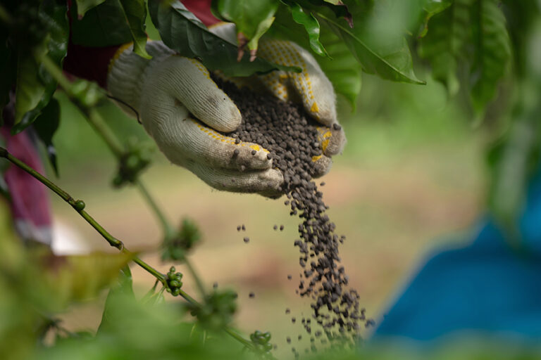 fertilizantes-para-cafe