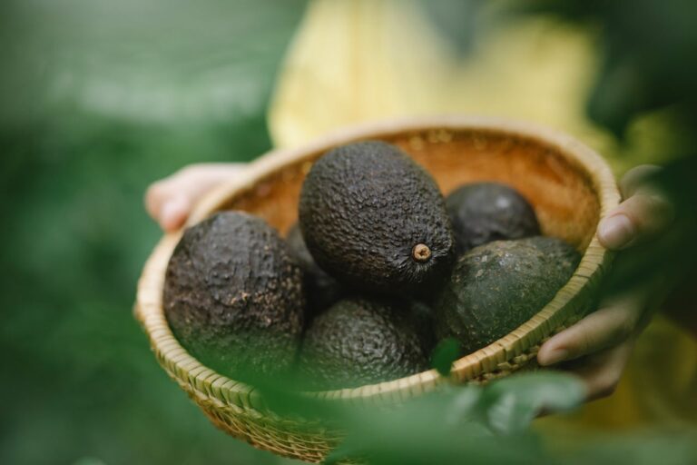 aguacate-hass-guatemala-requisitos