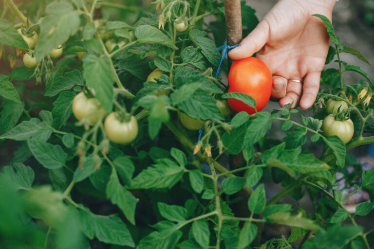 tomate-biochar-tecnica