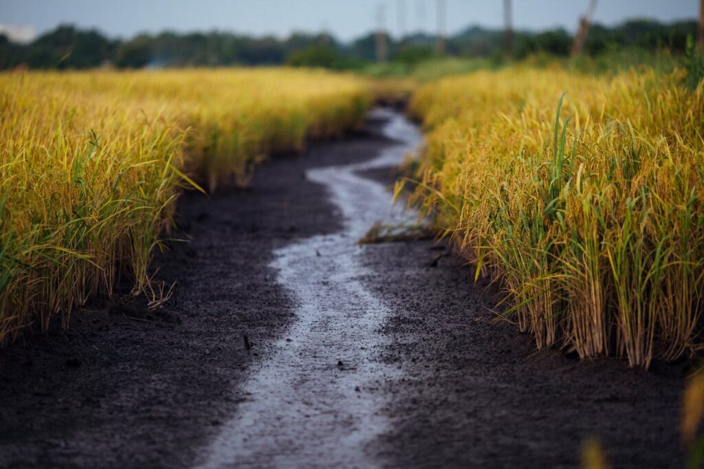 arroz-desierto-sequia-chile-campo