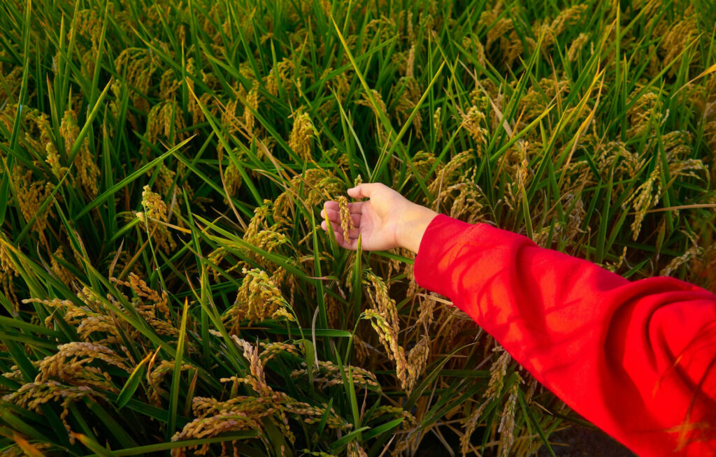 arroz-historia-oceania-guam