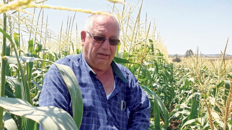 maiz-israel-cultivo