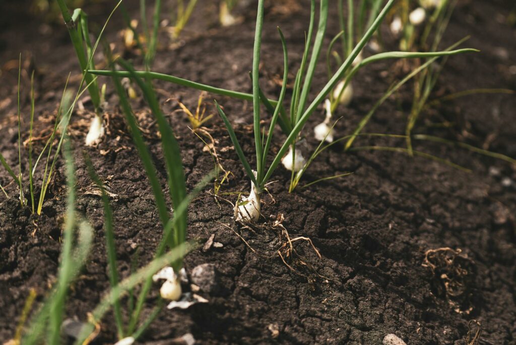plantas-construyen-microbioma