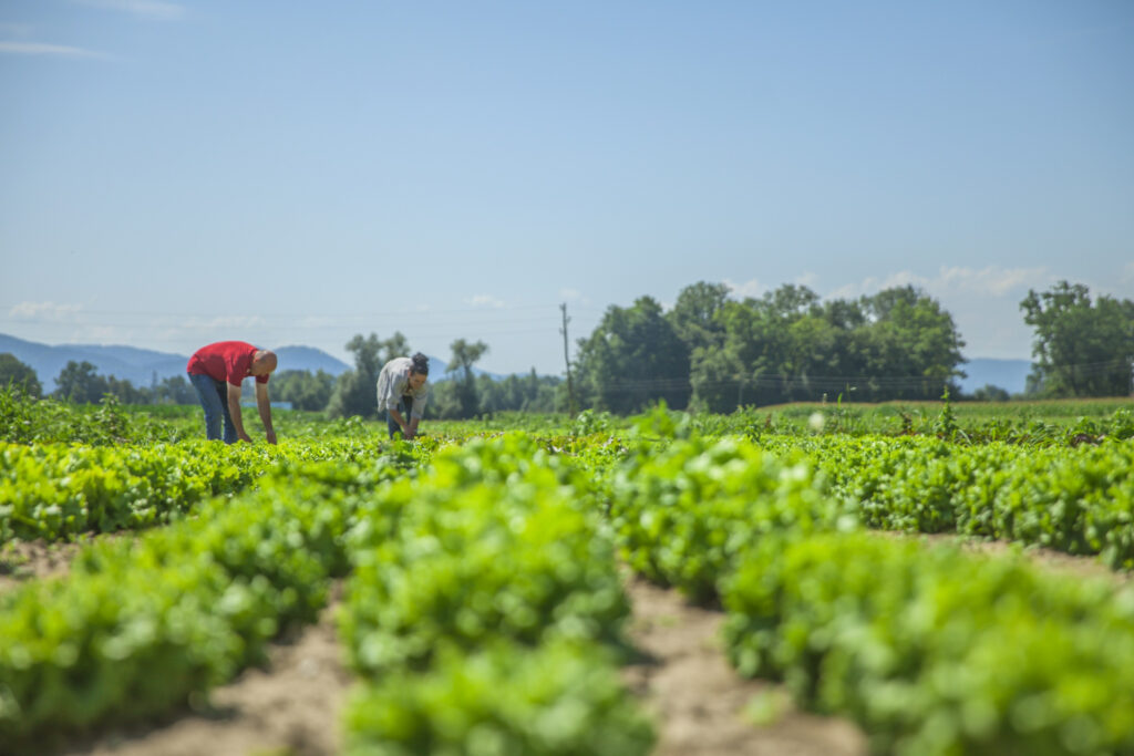 origen-agricultura-asia