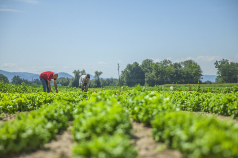 origen-agricultura-asia