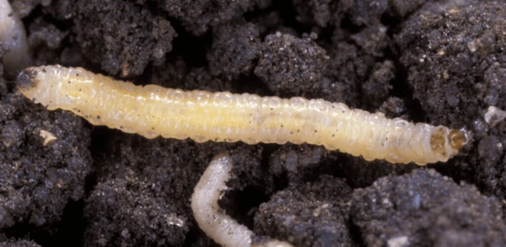 rootworm-plaga-estados-unidos (1)