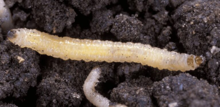 rootworm-plaga-estados-unidos (1)
