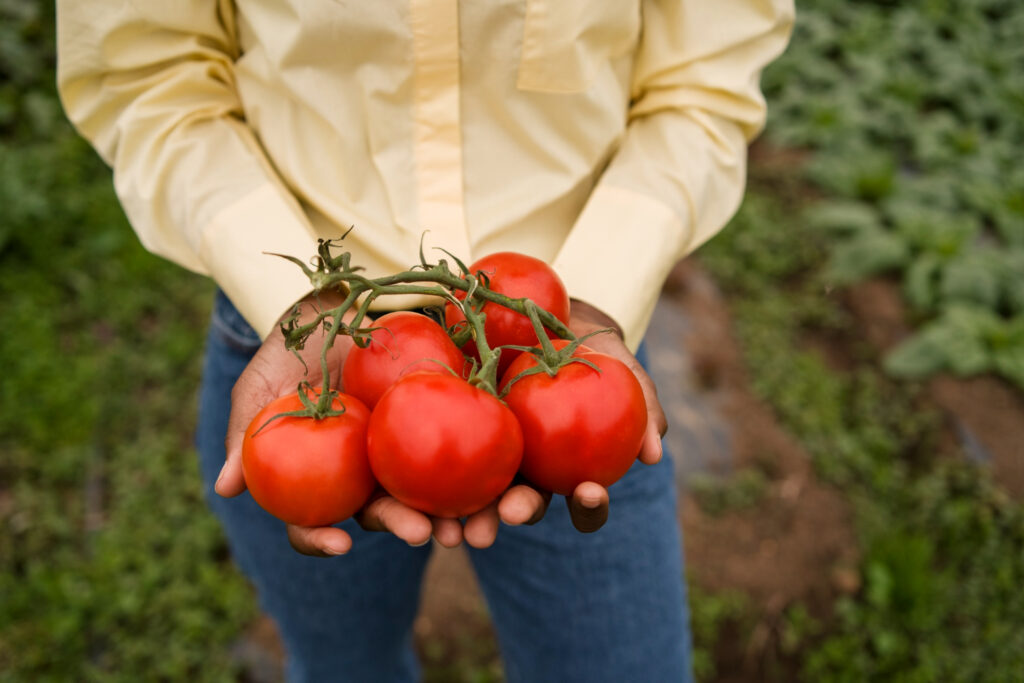 tomate-levadura-sanos