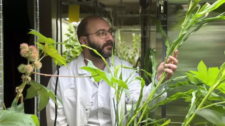 MIT-nuevo-fertilizante