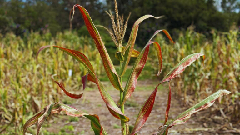 achaparramiento-maiz-inta
