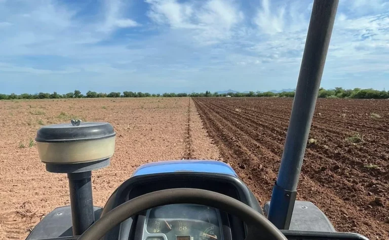 garbanzo-mocorito-siembra