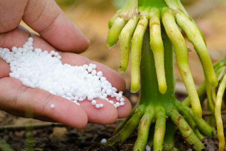 gallina-ciega-urea-control-corre