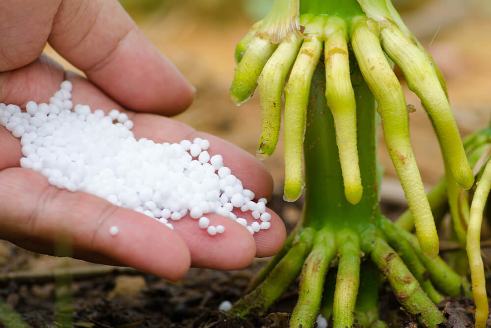 gallina-ciega-urea-control-corre