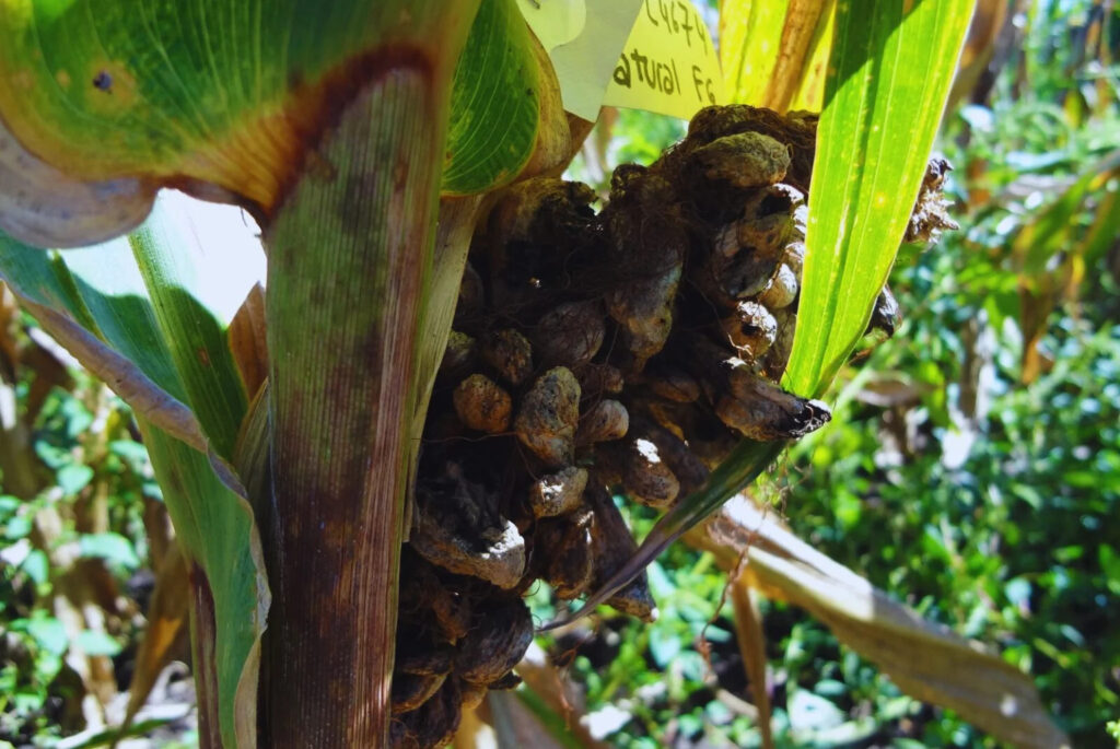 identifican-genes-enfermedades-maiz