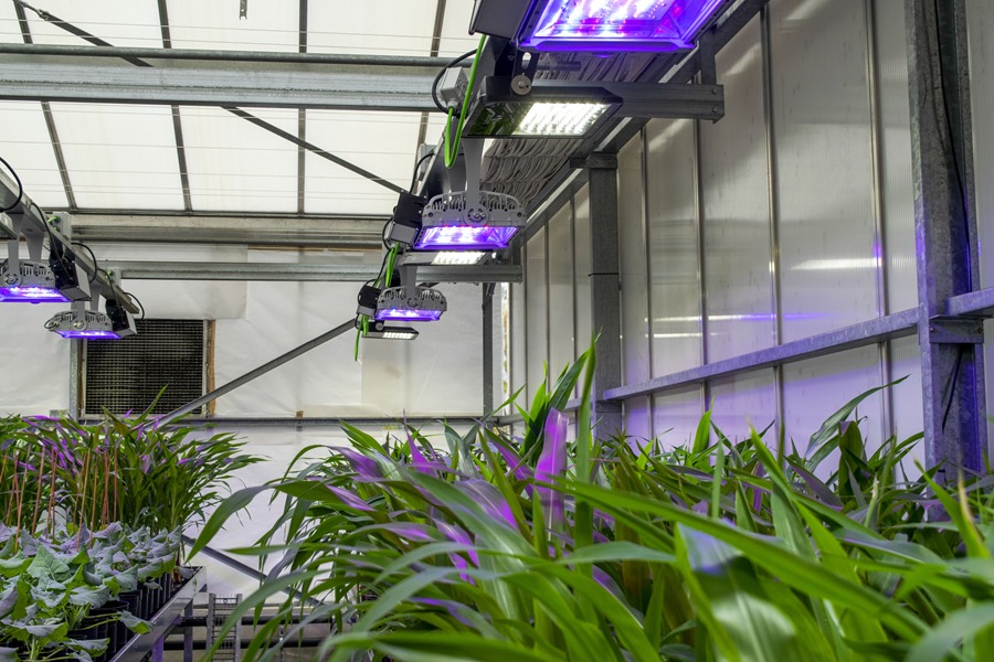 plantas-respiran-nitrogeno