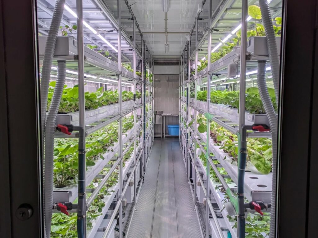 wasabi-modulo-cultivo