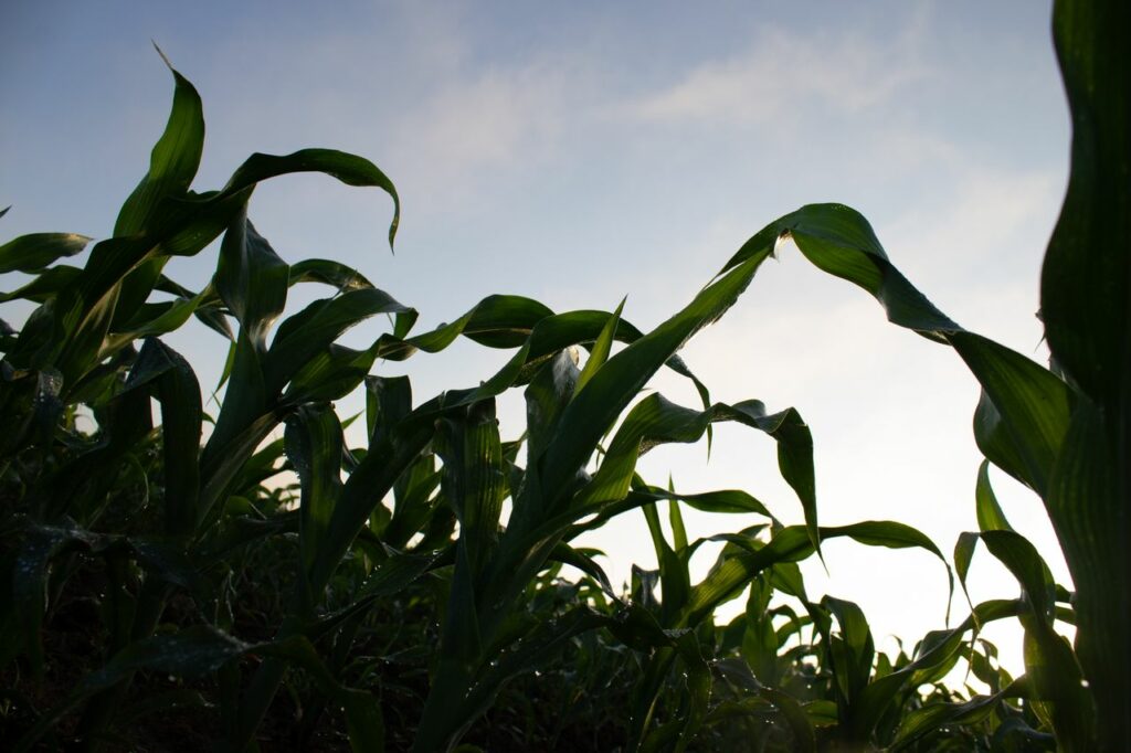 clima-precision-cultivo-agricultura